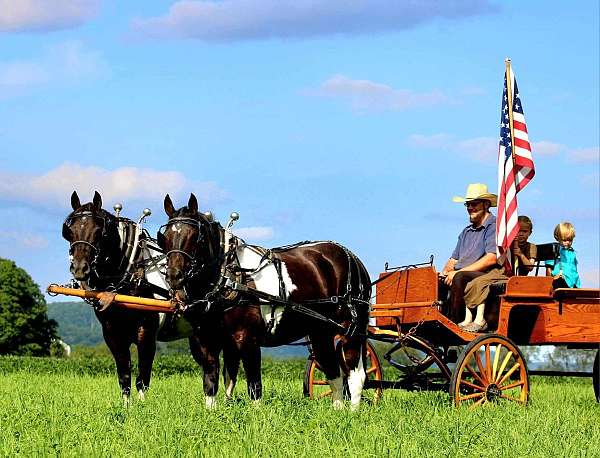 parade-quarter-horse