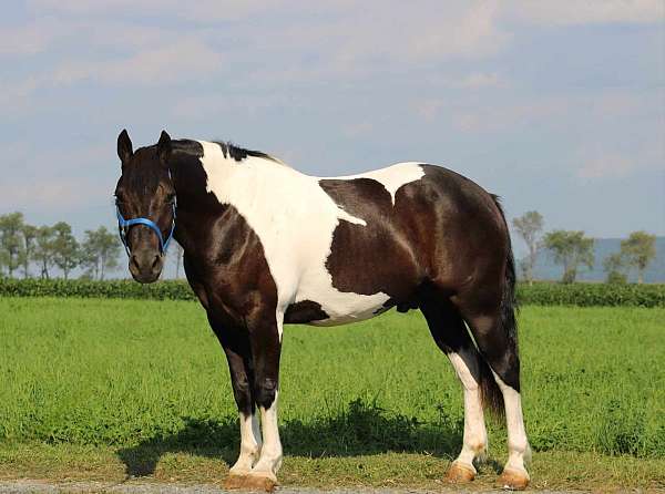 pinto-athletic-horse