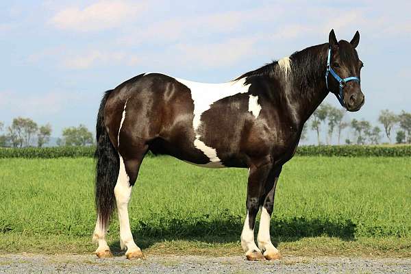 pinto-quarter-horse-gelding