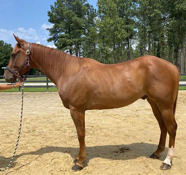 sorrel-quarter-horse-gelding