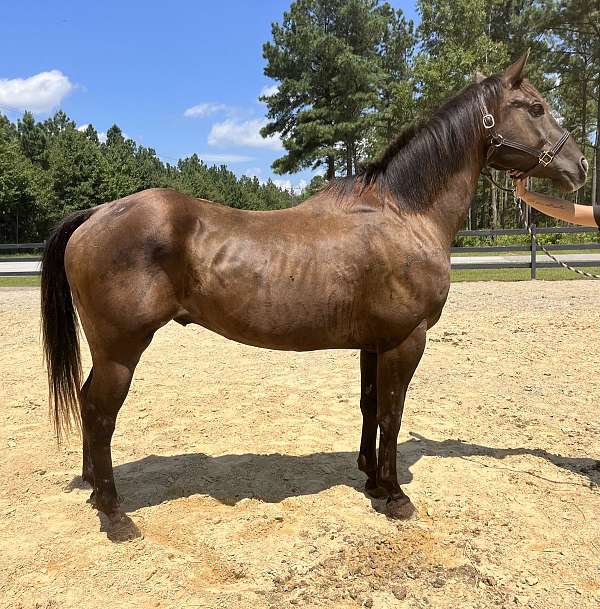 black-quarter-horse-gelding