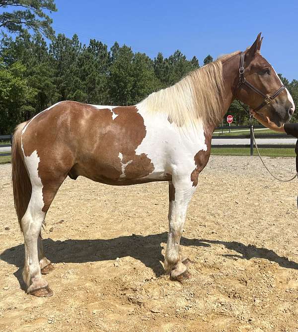 pinto-draft-gelding