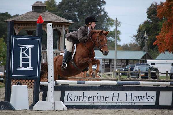 chestnut-chincoteague-pony-mare