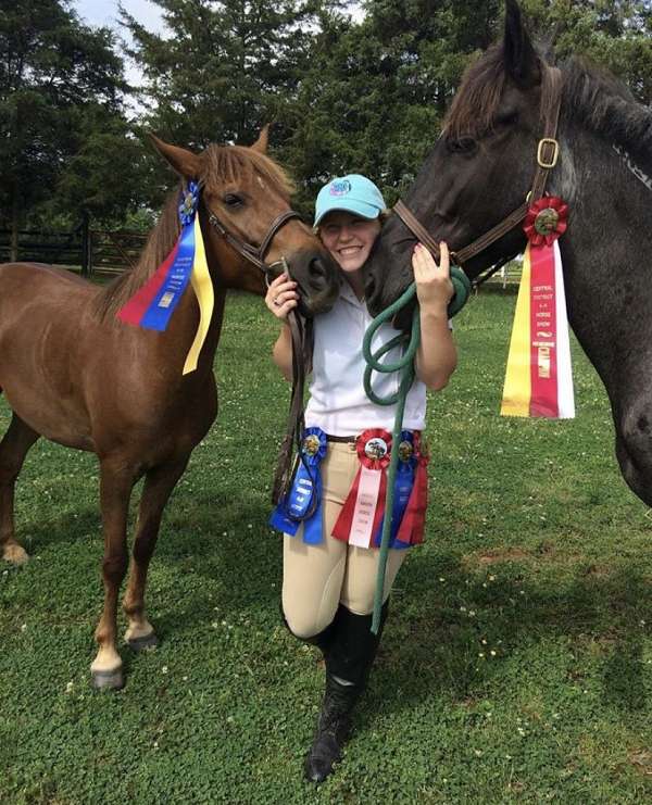 all-chincoteague-pony