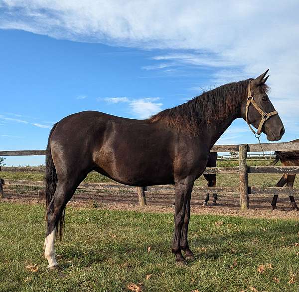 brown-rocky-mountain-mare