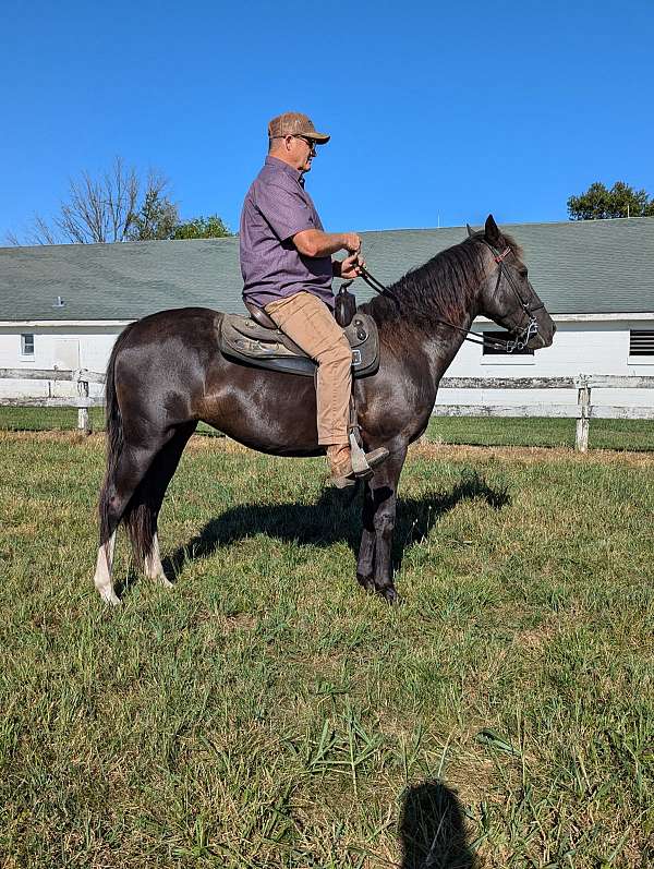 black-brown-show-trail-horse