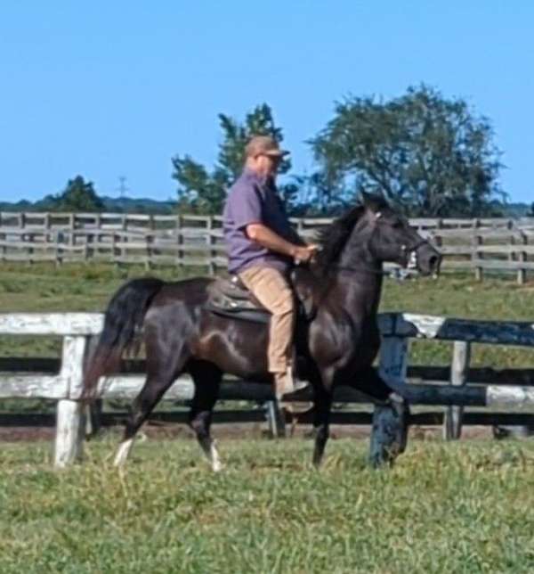 black-mare-rocky-mountain-horse