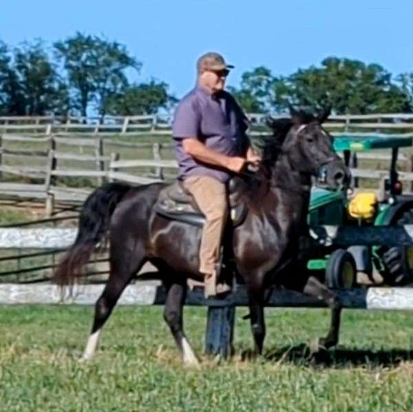 black-mare-rocky-mountain-horse