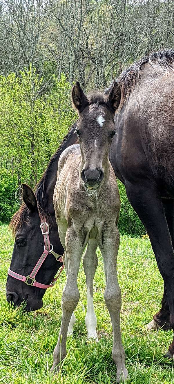 confirmation-rocky-mountain-horse