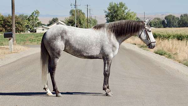 all-around-andalusian-horse