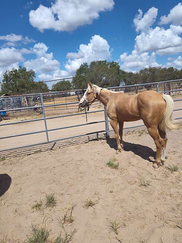 14-hand-gelding