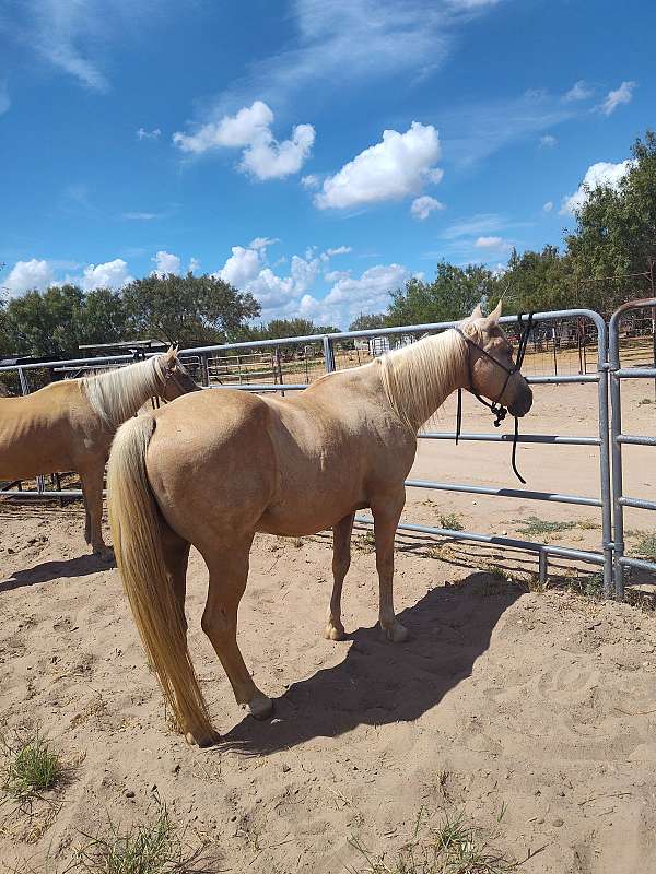 14-hand-gelding