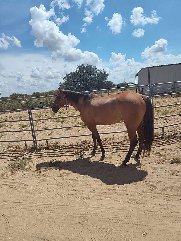 15-hand-gelding