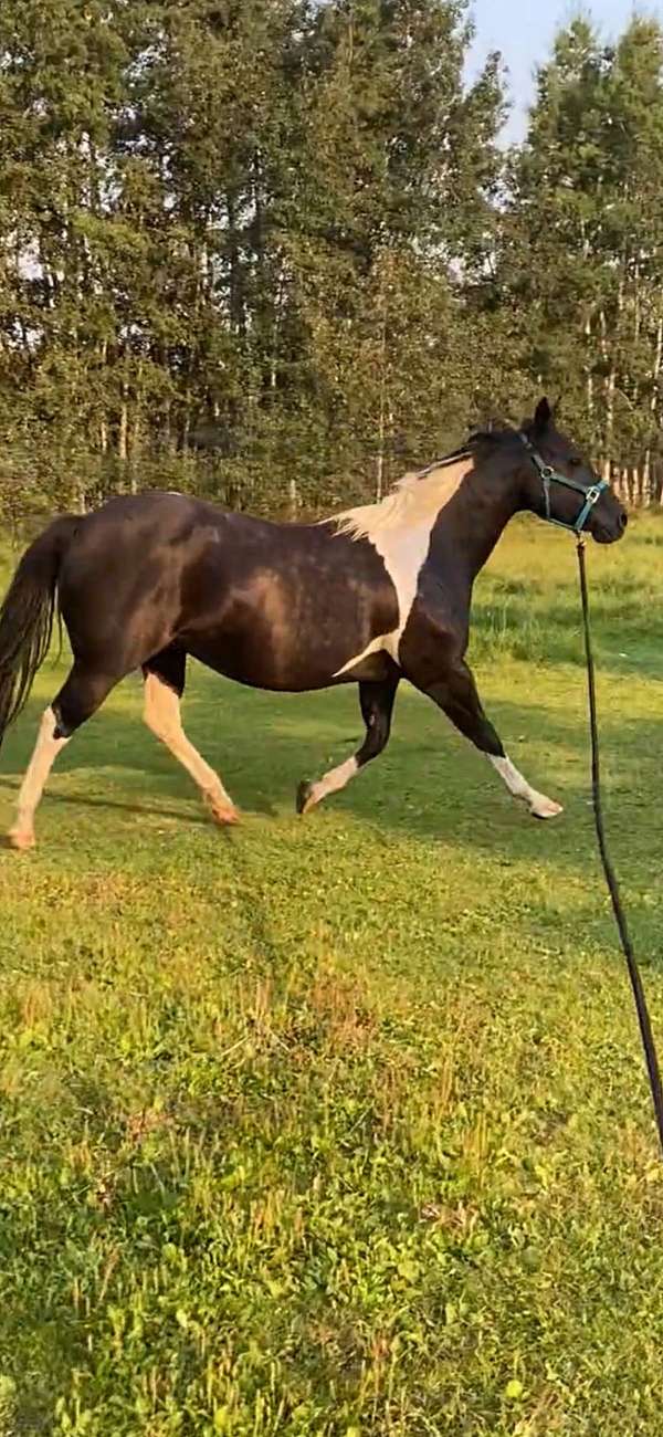 tobiano-paint-mare-foal