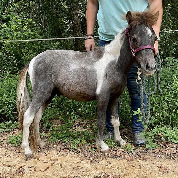 all-around-miniature-horse