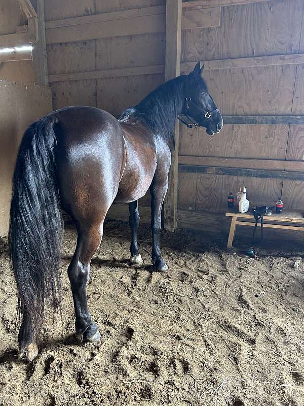 gaited-trail-riding-tennessee-walking-horse