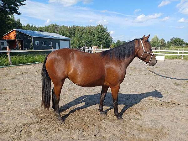 bay-crossbred-pony-filly