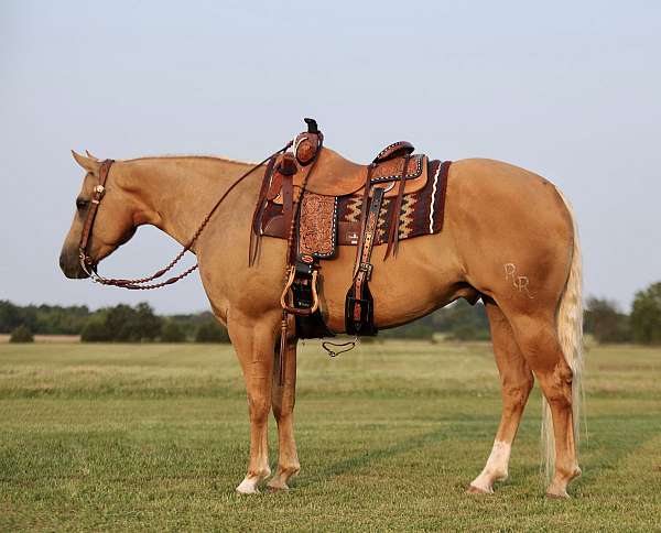 athletic-quarter-horse