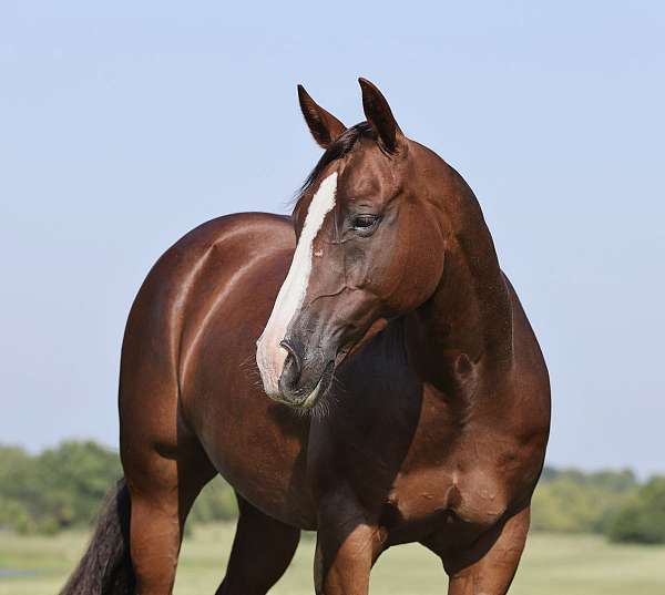 calf-roping-quarter-horse