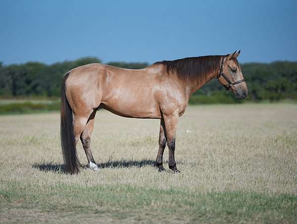 athletic-quarter-horse