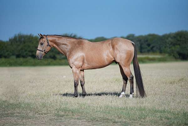 barrel-quarter-horse