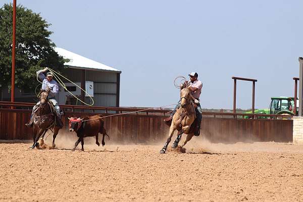 barrel-racing-quarter-horse