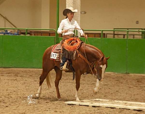 ranch-ranch-versatility-paint-horse