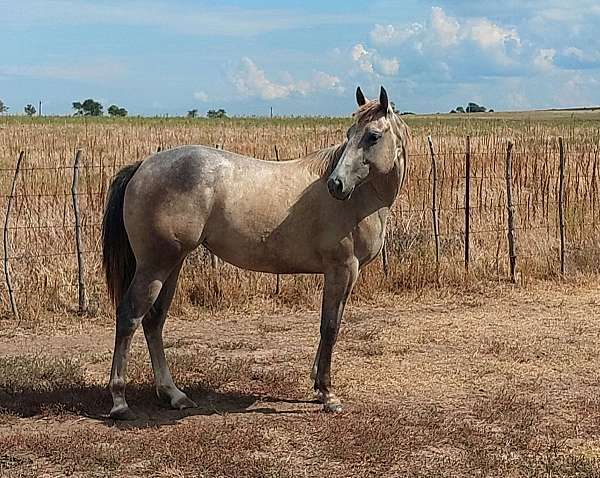 all-around-quarter-horse