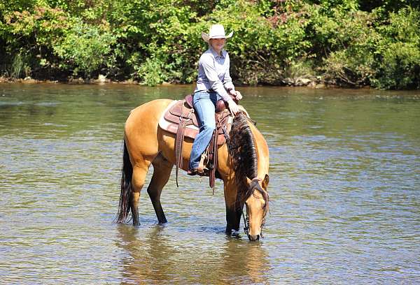 lesson-quarter-horse