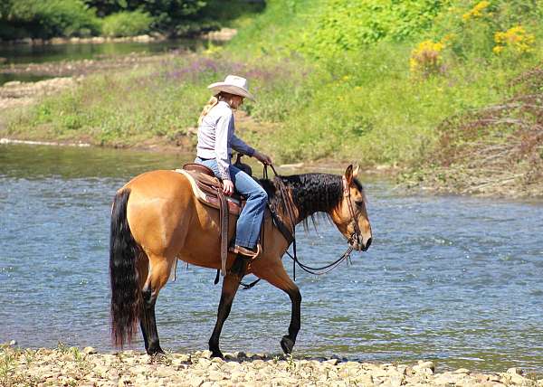 ranch-quarter-horse