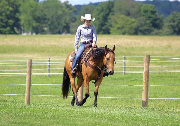 roping-quarter-horse