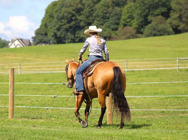 team-penning-quarter-horse