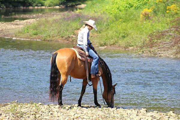 trail-quarter-horse