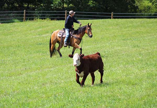 trail-riding-quarter-horse