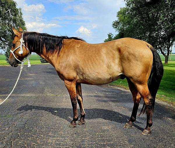 all-around-quarter-horse