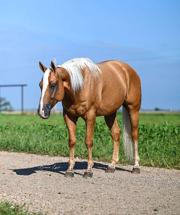 athletic-quarter-horse