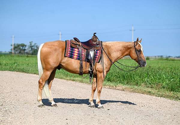 husband-safe-quarter-horse