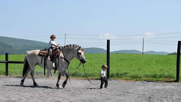 athletic-fjord-horse