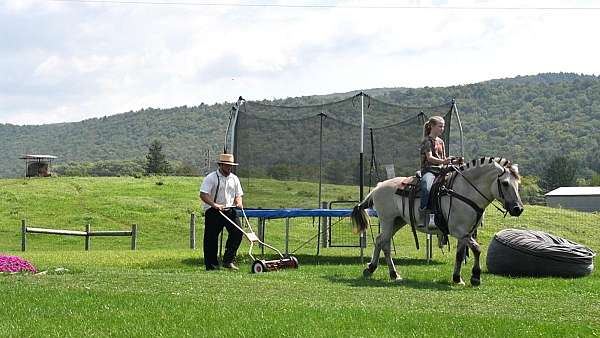 driving-fjord-horse