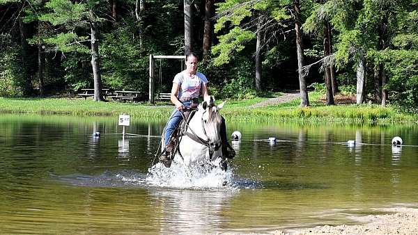 kid-safe-fjord-horse