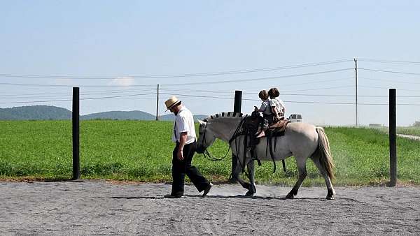 parade-fjord-horse