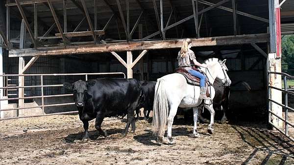 school-fjord-horse