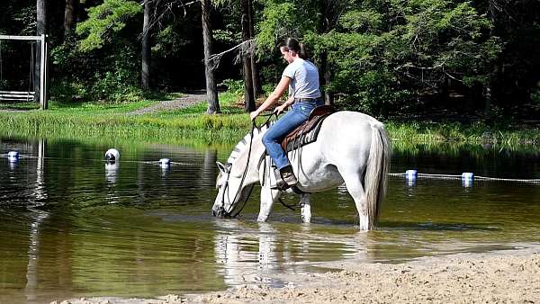 show-fjord-horse