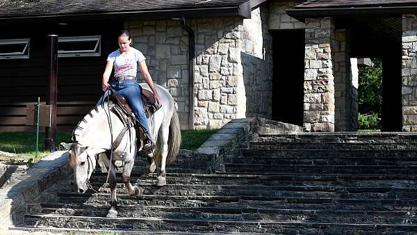 trail-fjord-horse