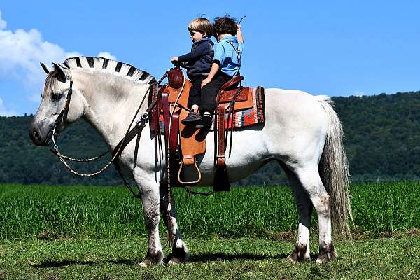 trail-riding-fjord-horse