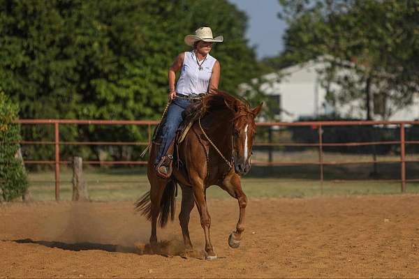 flashy-quarter-horse