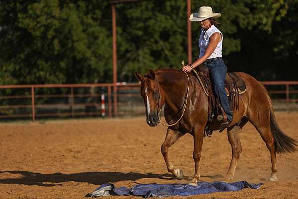 husband-safe-quarter-horse