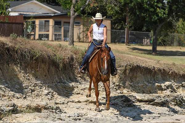 ranch-versatility-quarter-horse