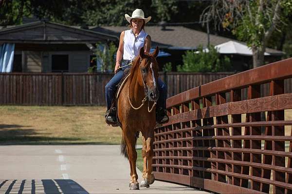 ranch-work-quarter-horse