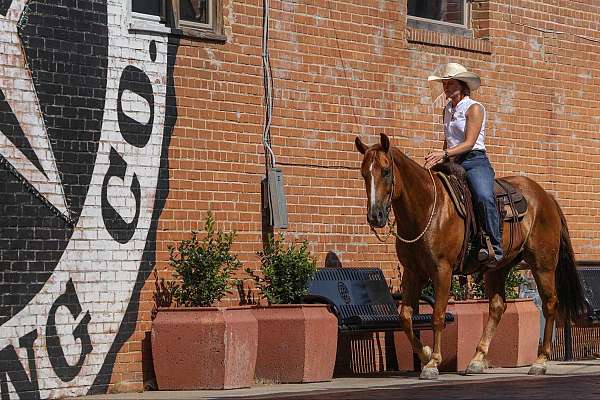 roping-quarter-horse